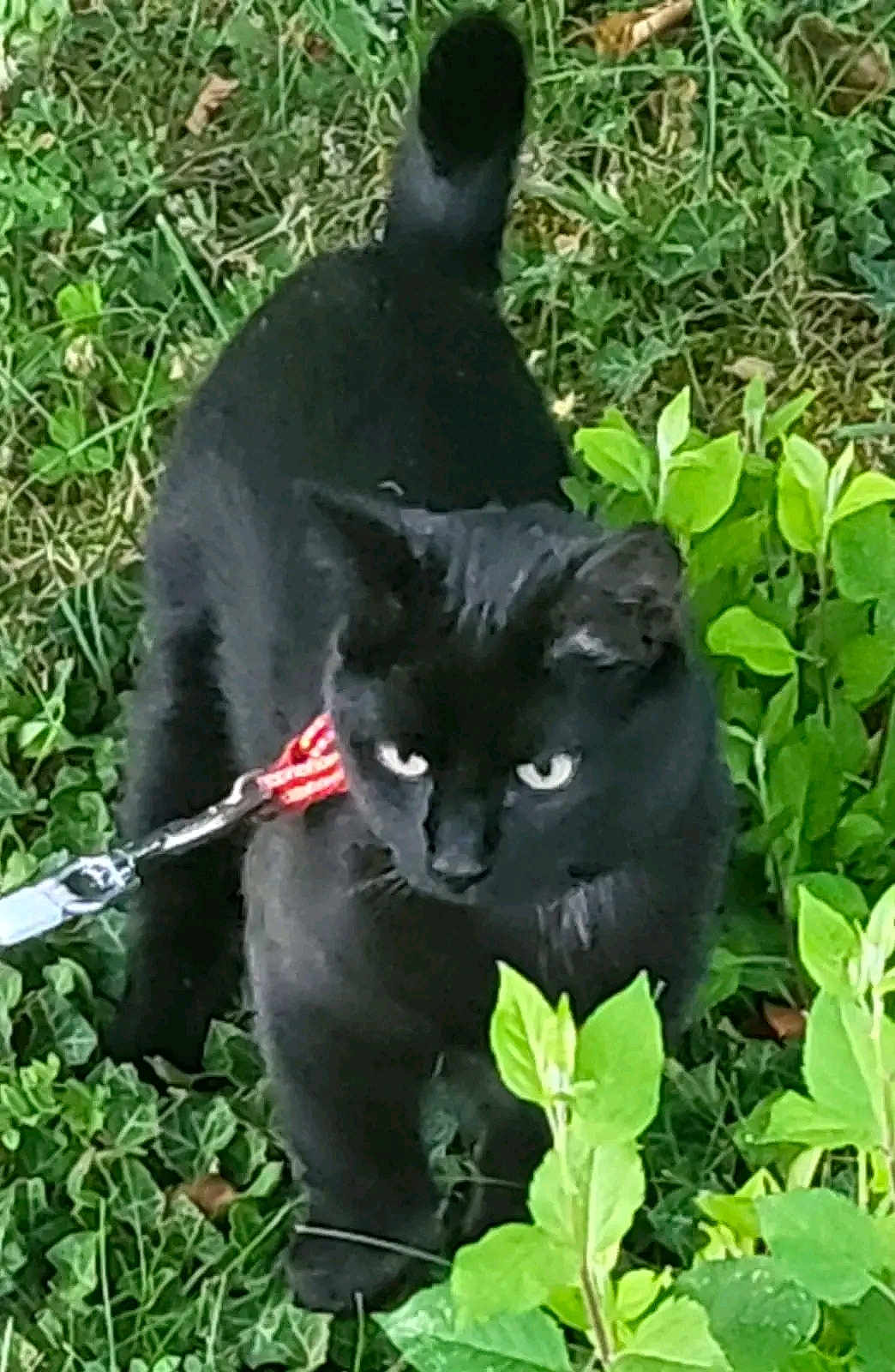 Nala