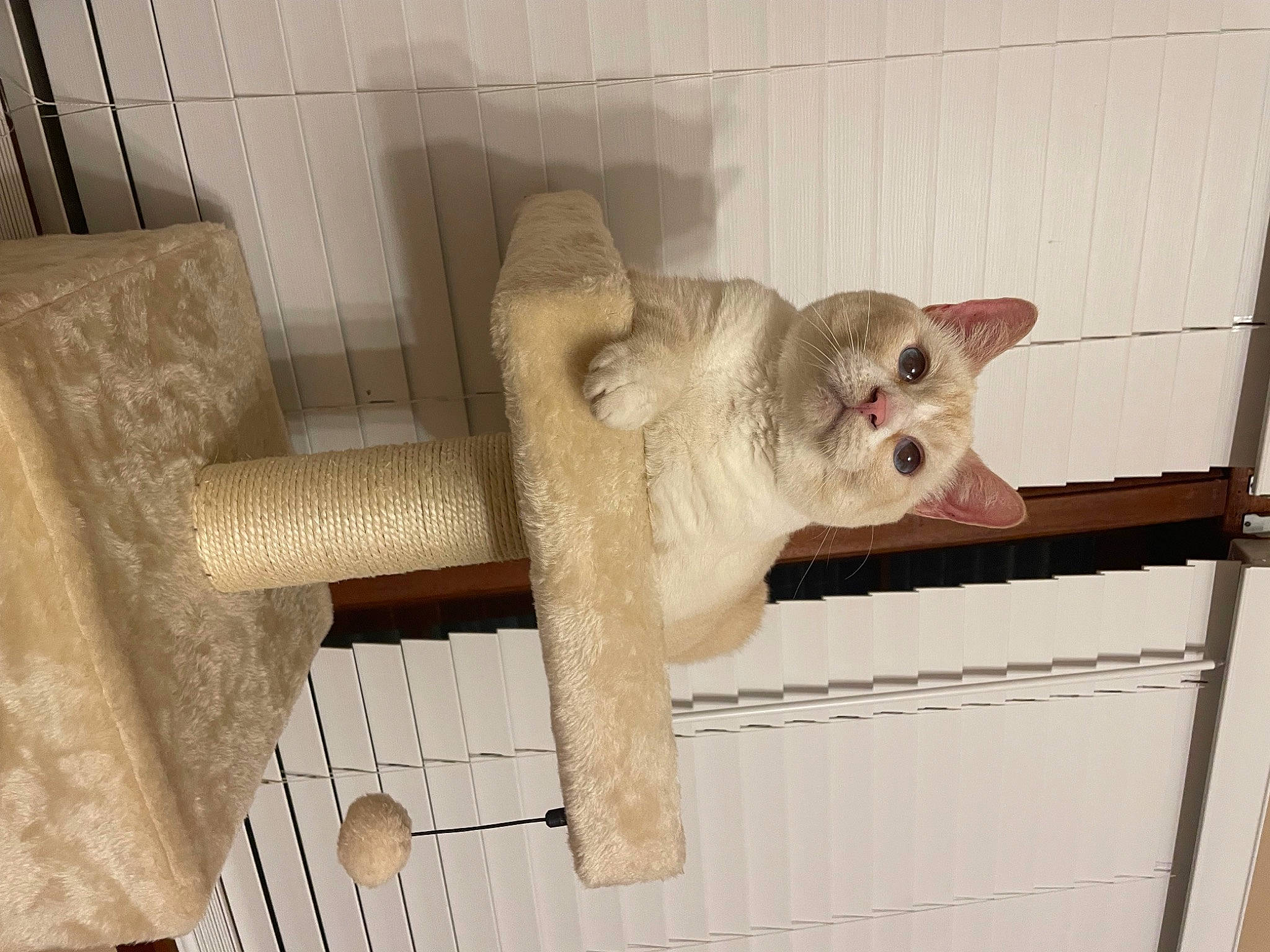 Avalanche joined the competition — help win amazing prizes! animal_shelter, balinese, cage, carnivore, cat, claw, devon_rex, domestic_short_haired_cat, fawn, felidae, fur, paw, pet_supply, small_to_medium_sized_cats, snout, tail, thai, tonkinese, whiskers, wood