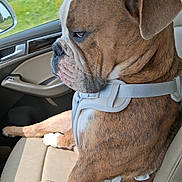 Copper is registered to the contest to win money with this photo: dog, boxer, car, seat, harness, window, side_view, brown, white, pet, animal, interior, leather_seat, seatbelt, road_trip, resting, profile, daylight, outdoor_view, calm