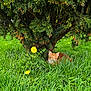 cat, ginger_cat, feline, grass, bush, evergreen, dandelion, yellow_flower, outdoors, nature, pet, resting, lying, meadow, green_grass, foliage, trunk, spring, hidden, cute