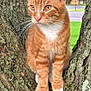 cat, orange_cat, tabby, pet, animal, tree, tree_bark, moss, outdoor, grass, whiskers, paws, ears, golden_eyes, sitting, portrait, close_up, nature, trunk, street_background
