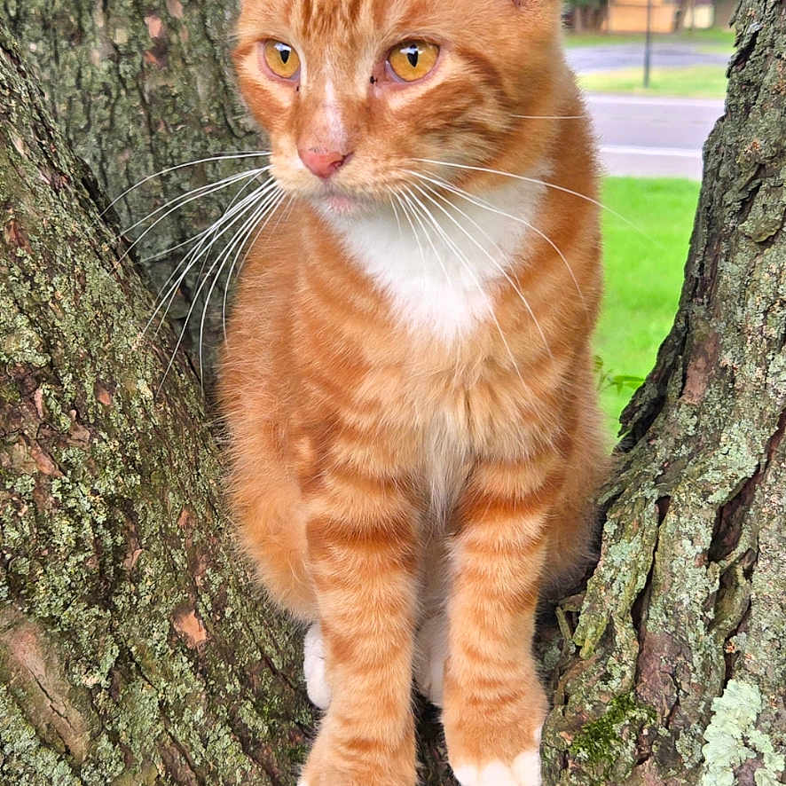 Courage is registered to the contest to win money with this photo: animal, cat, close_up, ears, golden_eyes, grass, moss, nature, orange_cat, outdoor, paws, pet, portrait, sitting, street_background, tabby, tree, tree_bark, trunk, whiskers