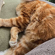 Courage is registered to the contest to win money with this photo: cat, cozy, cushion, domestic_animal, ears, feline, fluffy, fur, home, indoor, lounging, nap, orange_tabby, pet, relaxed, sleepy, striped, sunlight, whiskers, window