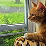 cat, tabby_cat, orange_cat, pet, animal, window, window_screen, paw, whiskers, looking_out, grass, bush, blanket, leopard_print, indoor, sunlight, profile, side_view, cozy, portrait