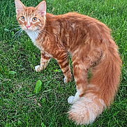Courage joined the competition — help win amazing prizes! cat, orange_cat, ginger_tabby, black_cat, grass, lawn, backyard, pet, feline, tail, whiskers, ears, curious, portrait, outdoor, house, greenery, animal, long_hair, suburban
