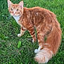 cat, orange_cat, ginger_tabby, black_cat, grass, lawn, backyard, pet, feline, tail, whiskers, ears, curious, portrait, outdoor, house, greenery, animal, long_hair, suburban