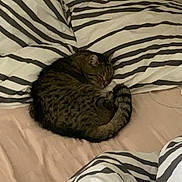 Scoobidou a rejoint le concours — aidez-le/la à gagner de superbes lots ! animal, bed, blanket, cat, cozy, curled_up, cute, domestic, feline, fur, home, indoor, pet, pillow, relaxation, resting, sleeping, striped, striped_bedding, tabby_cat