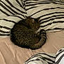 animal, bed, blanket, cat, cozy, curled_up, cute, domestic, feline, fur, home, indoor, pet, pillow, relaxation, resting, sleeping, striped, striped_bedding, tabby_cat