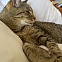 Scoobidou a rejoint le concours — aidez-le/la à gagner de superbes lots ! animal, bed, cat, closeup, cozy, cute, domestic, feline, fur, indoor, mammal, pet, pillow, relaxed, resting, side_view, sleep, sleepy, tabby, whiskers