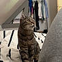 Scoobidou a rejoint le concours — aidez-le/la à gagner de superbes lots ! alert, animal, attic_room, bed, cat, clothing_rack, cozy, curious, domestic, door, ears, feline, fur, home, indoor, pet, shirts, striped_bedspread, tabby, whiskers