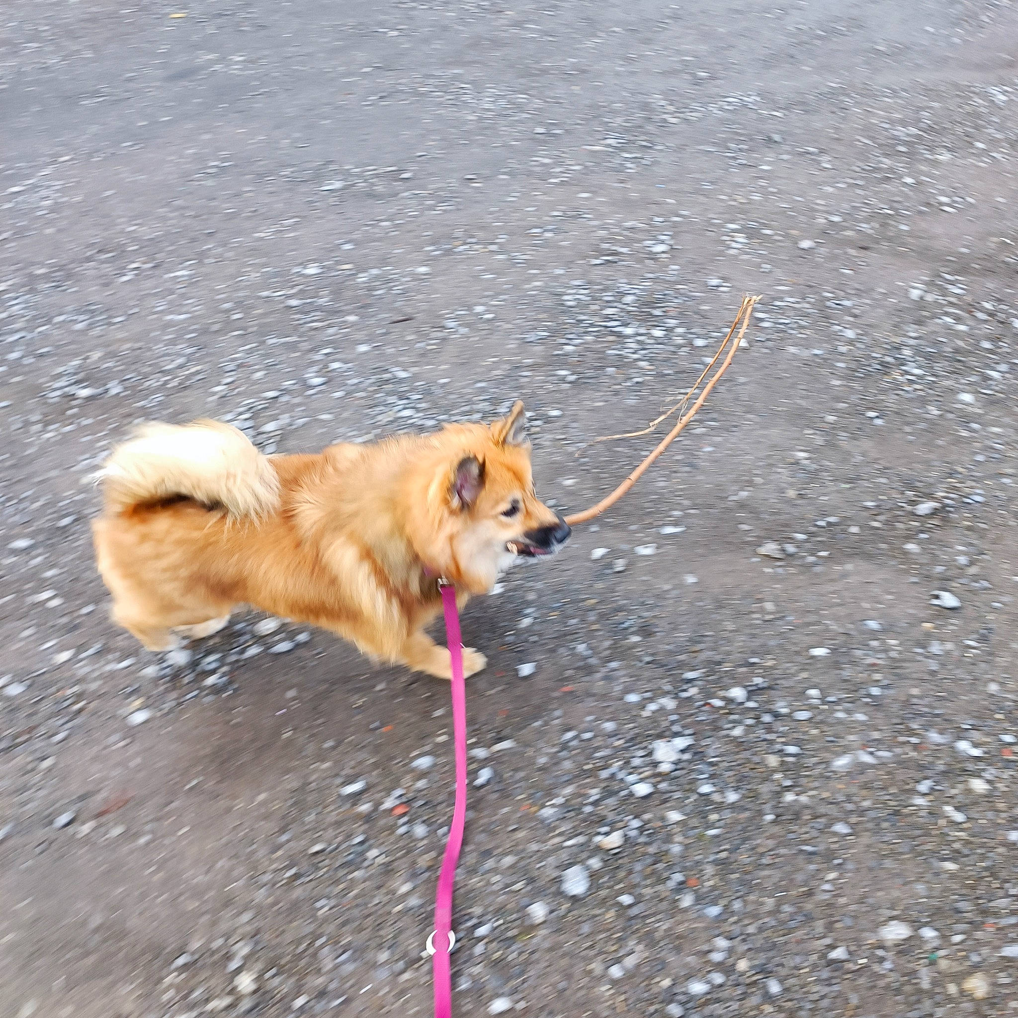 Skadi a rejoint le concours — aidez-le/la à gagner de superbes lots ! asphalt, canidae, carnivore, collar, companion_dog, dog, dog_breed, fawn, german_spitz, german_spitz_klein, german_spitz_mittel, leash, road_surface, sidewalk, snout, spitz, sporting_group, tail, water, whiskers