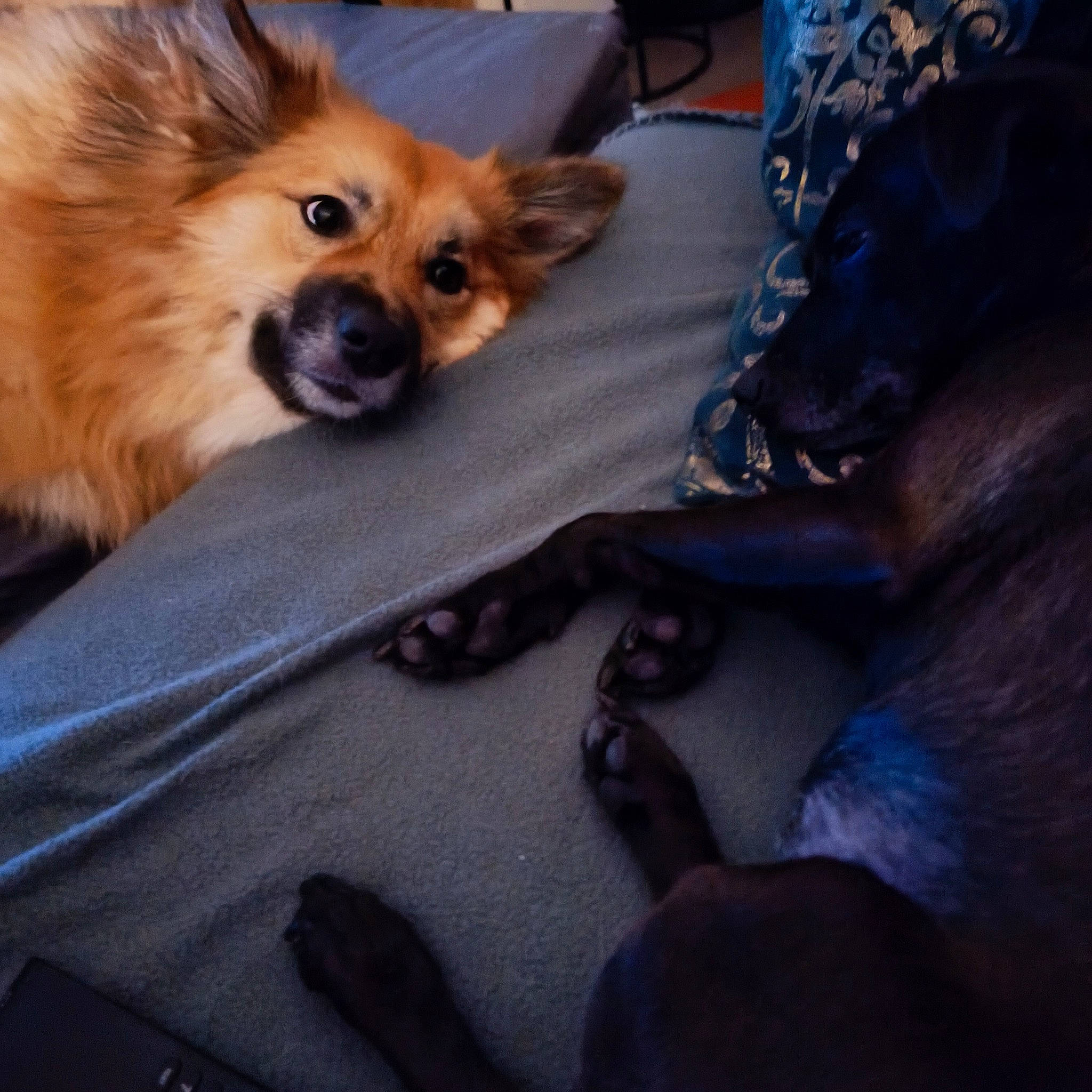 Skadi participe au concours pour gagner de l'argent avec cette photo : canidae, carnivore, comfort, companion_dog, dog, dog_breed, dog_supply, ear, fawn, fur, german_spitz, paw, pomeranian, snout, spitz, sporting_group, terrestrial_animal, toy_dog, whiskers, working_animal