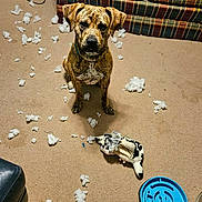 Scooby Doo is registered to the contest to win money with this photo: animal, blue_toy, brindle_coat, brown_dog, carpet, chewed_toy, destroyed_toy, dog, furniture, guilty, home, indoor, living_room, mess, pet, pet_toys, plaid_couch, plush_toy, stuffing, vacuum_cleaner