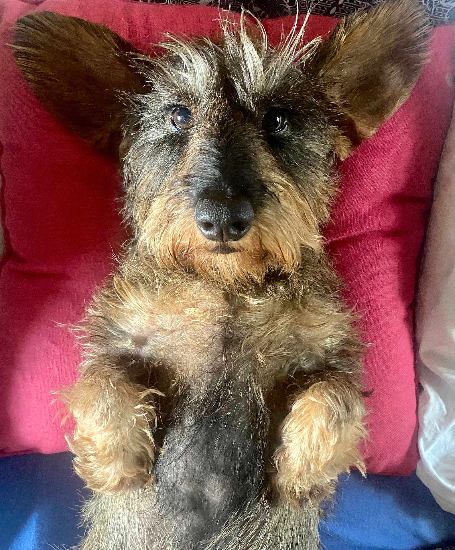 Snoop a rejoint le concours — aidez-le/la à gagner de superbes lots ! dog, pet, lying_down, bed, fur, ears, closeup, cute, animal, canine, whiskers, nose, pillow, relaxed, indoor, fur_texture, sleeping_area, resting, companion, domestic