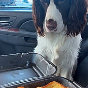 Duck is registered to the contest to win money with this photo: dog, car_interior, food, toast, fried_food, takeout_container, window, side_mirror, seat, curious, pet, animal, brown_and_white, long_ears, waiting, indoor, daylight, vehicle, snack, hungry