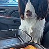 dog, car_interior, food, toast, fried_food, takeout_container, window, side_mirror, seat, curious, pet, animal, brown_and_white, long_ears, waiting, indoor, daylight, vehicle, snack, hungry