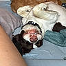 Duck is registered to the contest to win money with this photo: dog, upside_down, smiling, bed, blanket, collar, indoor, water_bottle, paw, fur, playful, resting, nose, teeth, animal, pet, cute, relaxed, sleeping, human_leg