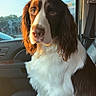 Duck is registered to the contest to win money with this photo: dog, pet, car_interior, seat, window, sunlight, brown_and_white, companion, calm, indoor, animal, road_trip, leisure, fur, ears, portrait, sitting, seatbelt, daylight, vehicle