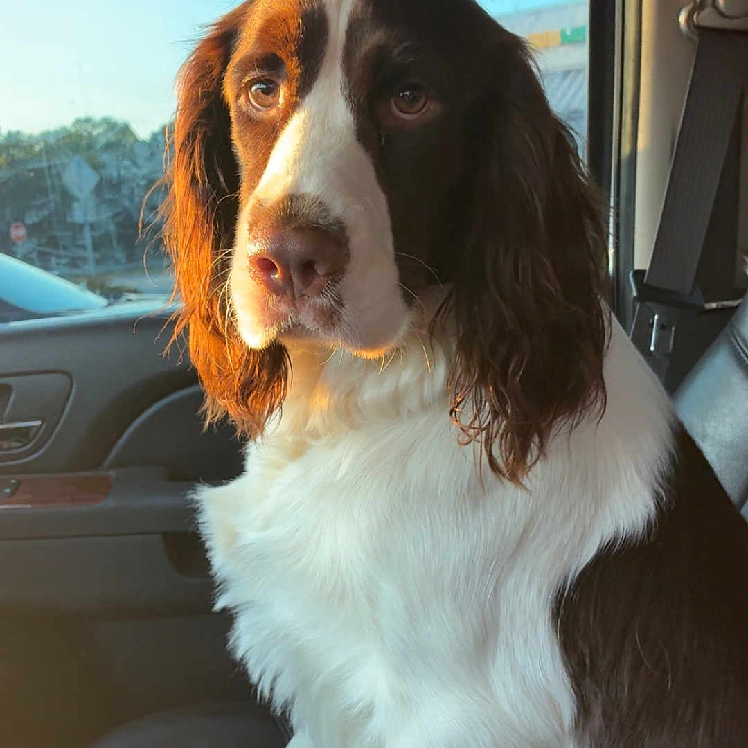 Duck is registered to the contest to win money with this photo: dog, pet, car_interior, seat, window, sunlight, brown_and_white, companion, calm, indoor, animal, road_trip, leisure, fur, ears, portrait, sitting, seatbelt, daylight, vehicle
