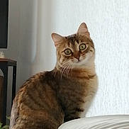 Bria participe au concours pour gagner de l'argent avec cette photo : cat, tabby, pet, animal, feline, sitting, portrait, indoors, bed, bedroom, fur, striped_fur, whiskers, ears, green_eyes, wide_eyes, looking_at_camera, home, furniture, cute