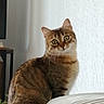 cat, tabby, pet, animal, feline, sitting, portrait, indoors, bed, bedroom, fur, striped_fur, whiskers, ears, green_eyes, wide_eyes, looking_at_camera, home, furniture, cute