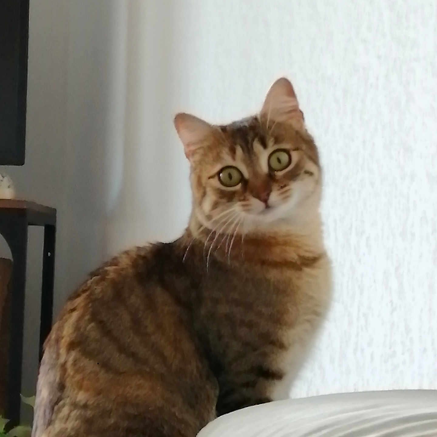 Bria participe au concours pour gagner de l'argent avec cette photo : cat, tabby, pet, animal, feline, sitting, portrait, indoors, bed, bedroom, fur, striped_fur, whiskers, ears, green_eyes, wide_eyes, looking_at_camera, home, furniture, cute