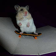 Shadow is registered to the contest to win money with this photo: