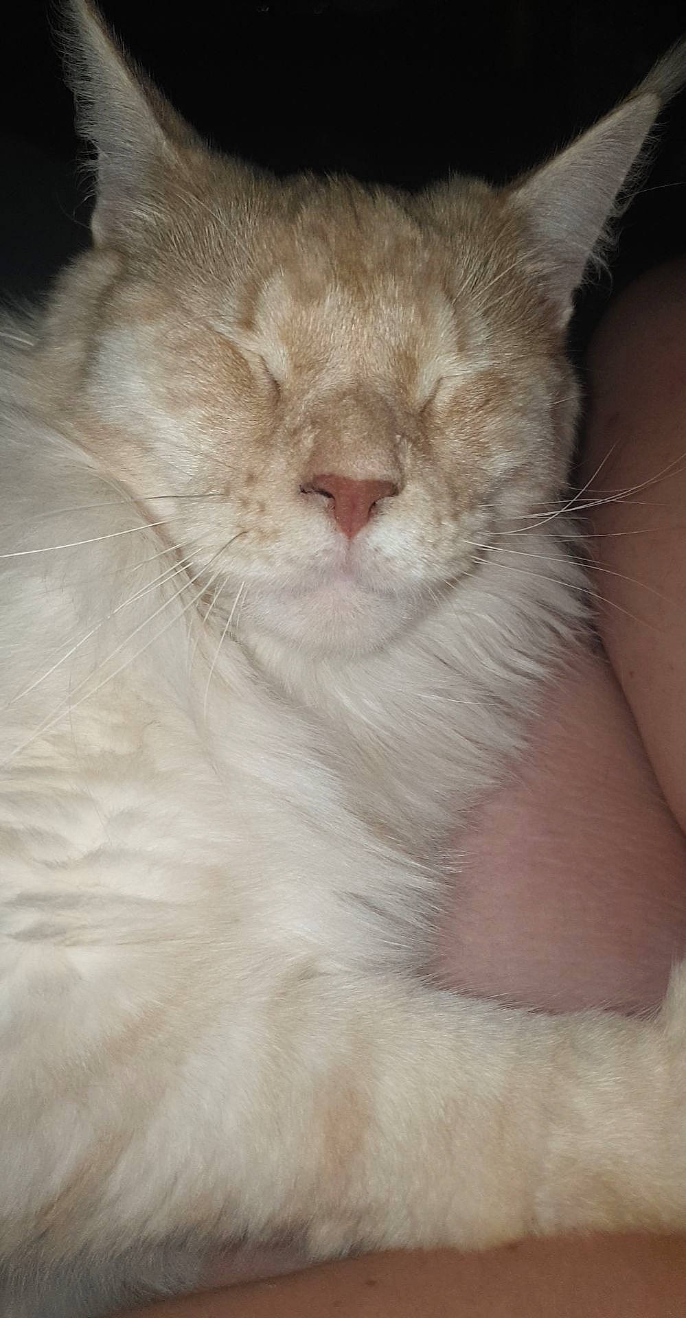 Oggy a rejoint le concours — aidez-le/la à gagner de superbes lots ! asian, balinese, british_semi_longhair, burmilla, carnivore, cat, close_up, domestic_long_haired_cat, fawn, felidae, fur, javanese, mammal, nose, ojos_azules, ragdoll, small_to_medium_sized_cats, snout, turkish_angora, whiskers