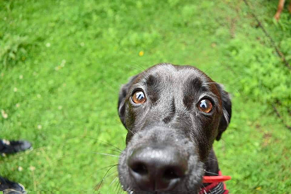 Oréo a rejoint le concours — aidez-le/la à gagner de superbes lots ! blue_lacy, canidae, carnivore, dog, dog_breed, grass, greyhound, hunting_dog, mammal, patterdale_terrier, plott_hound, pointing_breed, snout, sporting_group, vertebrate, weimaraner, whiskers