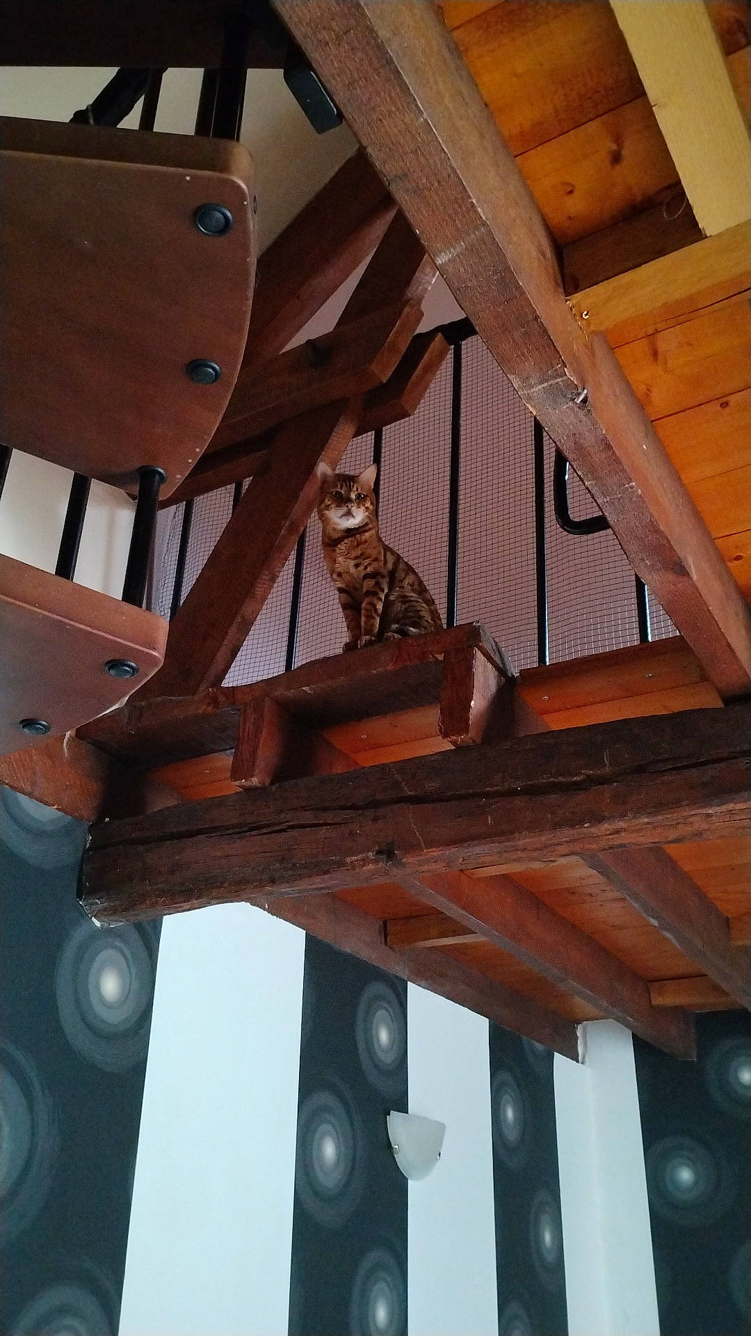 O'Malley participe au concours pour gagner de l'argent avec cette photo : beam, building, building_material, ceiling, composite_material, engineering, handrail, hardwood, house, lumber, metal, natural_material, pattern, plank, plywood, roof, room, tree, wood, wood_stain