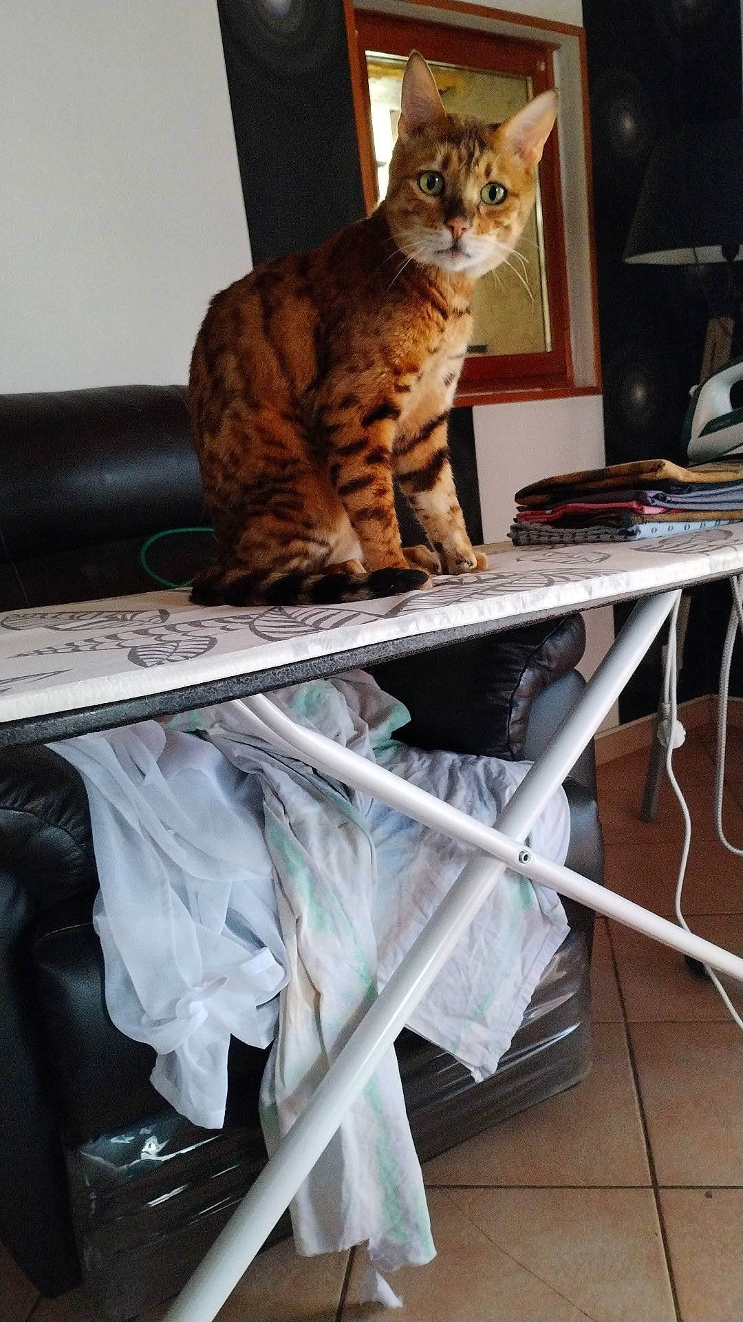 O'Malley a rejoint le concours — aidez-le/la à gagner de superbes lots ! carnivore, cat, cat_supply, comfort, couch, desk, domestic_short_haired_cat, felidae, fur, laptop, linens, pet_supply, room, shelving, small_to_medium_sized_cats, table, tail, whiskers, wood