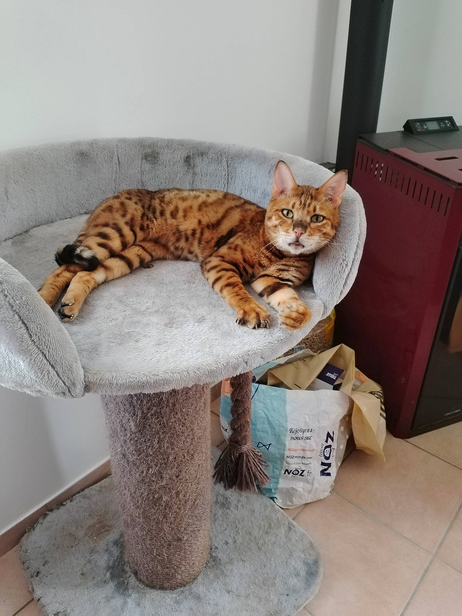 O'Malley participe au concours pour gagner de l'argent avec cette photo : carnivore, carton, cat, cat_bed, cat_supply, comfort, fawn, felidae, flooring, fur, hardwood, interior_design, mammal, pet_supply, shipping_box, small_to_medium_sized_cats, table, tail, whiskers, wood