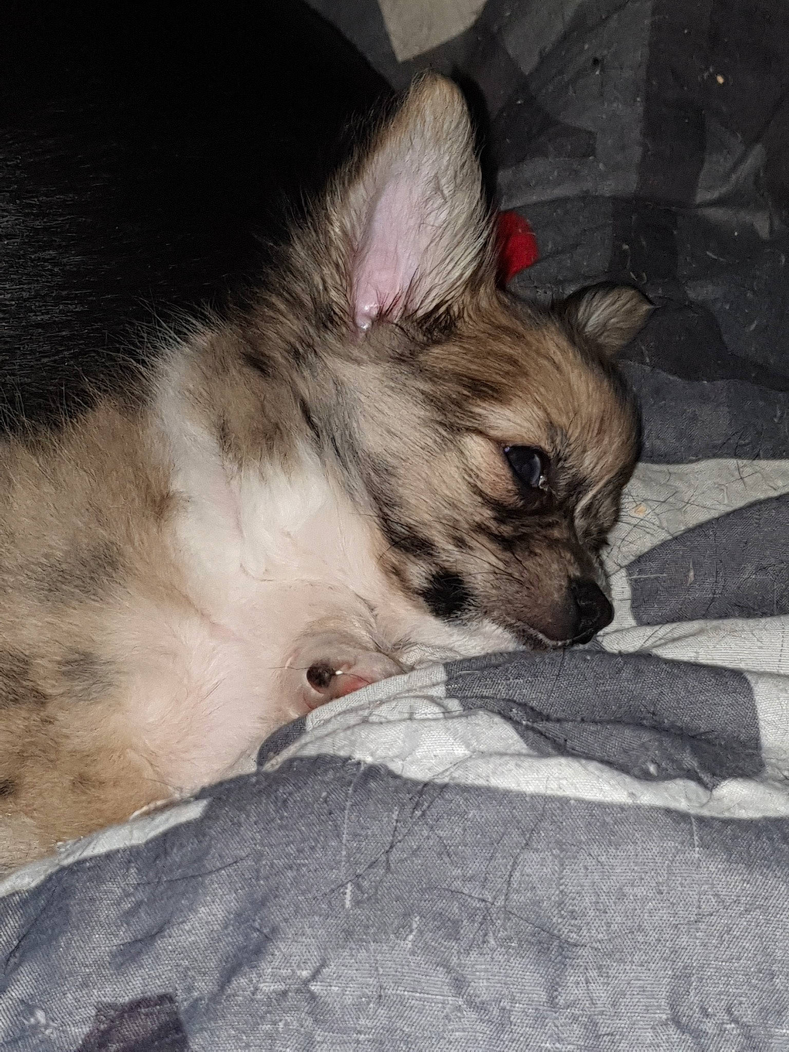 Pop'S participe au concours pour gagner de l'argent avec cette photo : canidae, carnivore, czechoslovakian_wolfdog, dog, dog_breed, ear, fawn, german_shepherd_dog, mammal, norwegian_elkhound, puppy, rare_breed_dog, saarloos_wolfdog, snout, vertebrate, wolfdog