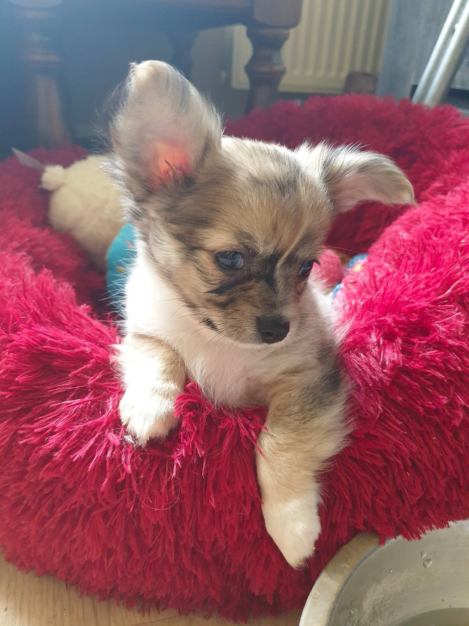 Pop'S participe au concours pour gagner de l'argent avec cette photo : canidae, carnivore, chihuahua, companion_dog, dog, dog_breed, fawn, mammal, puppy, snout, toy_dog, vertebrate, whiskers