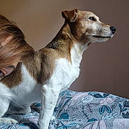 Nestor participe au concours pour gagner de l'argent avec cette photo : animal, bed, blanket, brown, canine, companion, curious, curled_ear, cute, dog, domestic, floral_pattern, fur, human_peek, indoor, pet, portrait, resting_place, side_view, white