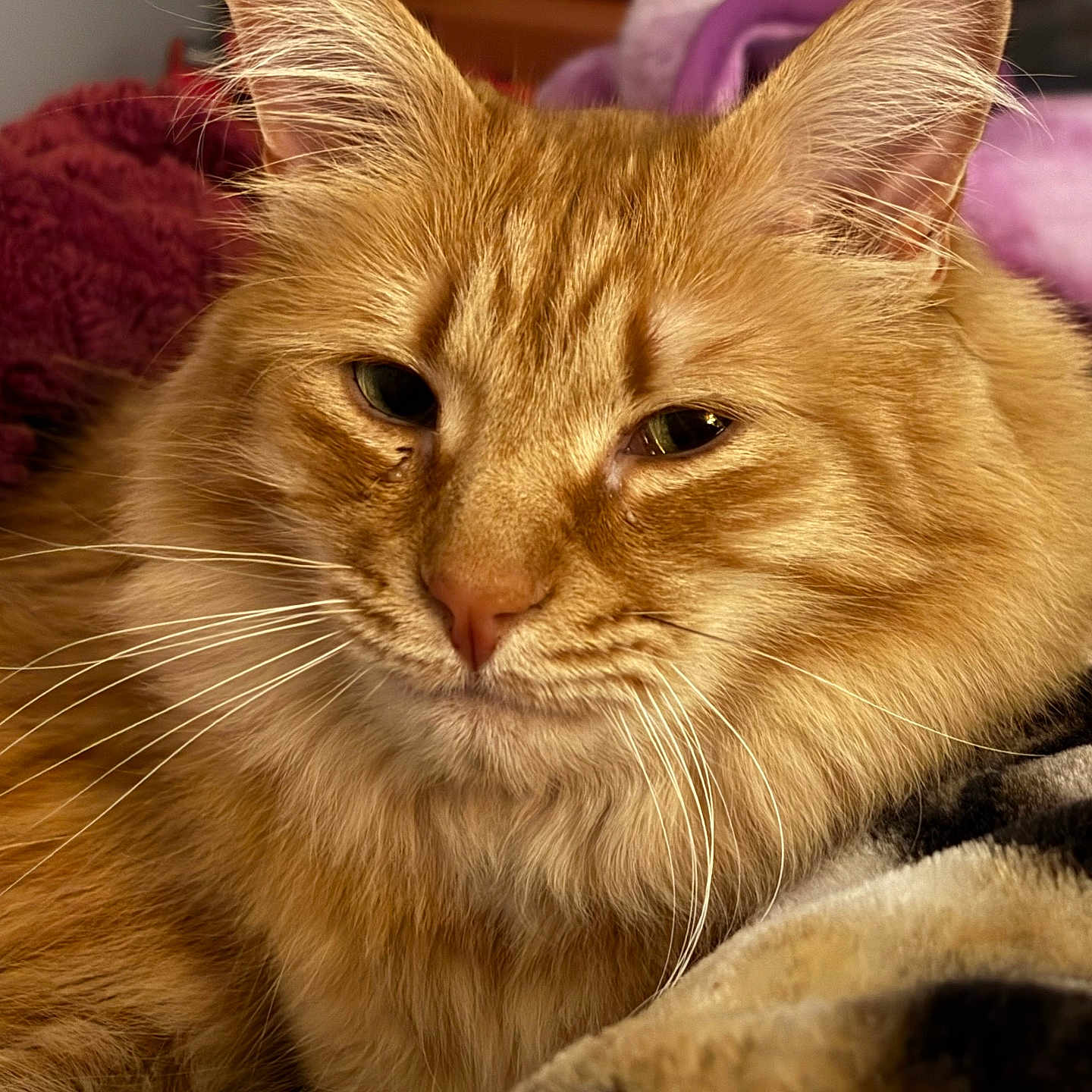 Georgie joined the competition — help win amazing prizes! cat, ginger_cat, furry, whiskers, close_up, pet, animal, relaxed, cozy, blanket, indoor, cute, sleepy, soft, mammal, domestic_animal, feline, portrait, resting, warm