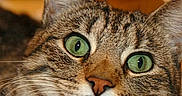 Caline participe au concours pour gagner de l'argent avec cette photo : cat, tabby, close_up, green_eyes, whiskers, fur, pet, animal, face, nostalgic, memorial, indoor, cute, portrait, feline, domestic_animal, looking, soft_light, calm, muzzle