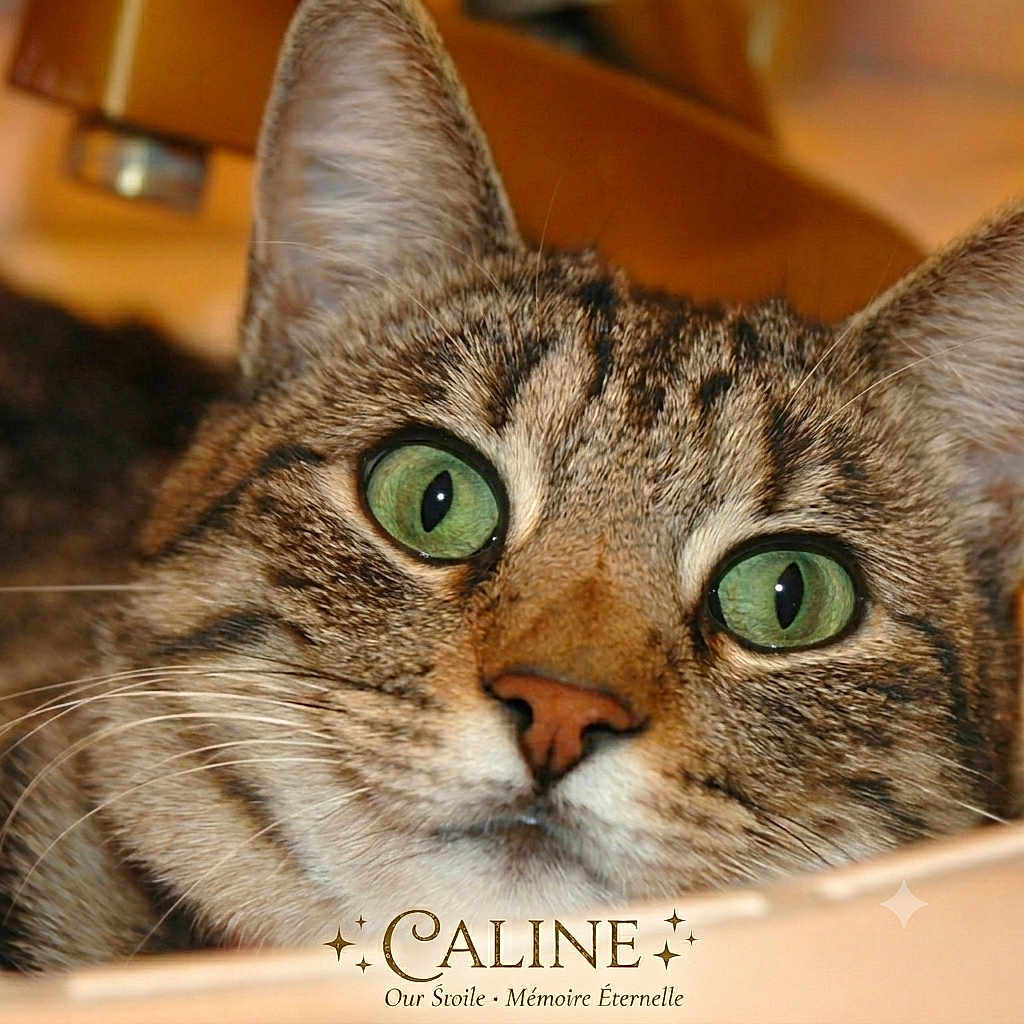 Caline