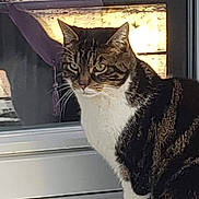 Caline participe au concours pour gagner de l'argent avec cette photo : cat, tabby, white_fur, sitting, window, glass_door, reflection, outdoor_light, pet, animal, feline, whiskers, ears, eyes, fur_pattern, domestic_cat, side_view, looking, sunlight, house