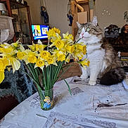 Calin a rejoint le concours — aidez-le/la à gagner de superbes lots ! accessories, animal, bag, cat, computer, computerhardware, daffodil, electronics, flower, flowerarrangement, flowerbouquet, hardware, laptop, monitor, pc, person, pet, plant, pottedplant, screen