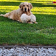 Naya a rejoint le concours — aidez-le/la à gagner de superbes lots ! animal, companions, cuddling, cute, dog, domestic_animal, fluffy, golden_retriever, grass, greenery, lying_down, mammal, nature, outdoor, pets, puppies, relaxing, summer, sunlight, yard