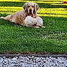 animal, companions, cuddling, cute, dog, domestic_animal, fluffy, golden_retriever, grass, greenery, lying_down, mammal, nature, outdoor, pets, puppies, relaxing, summer, sunlight, yard