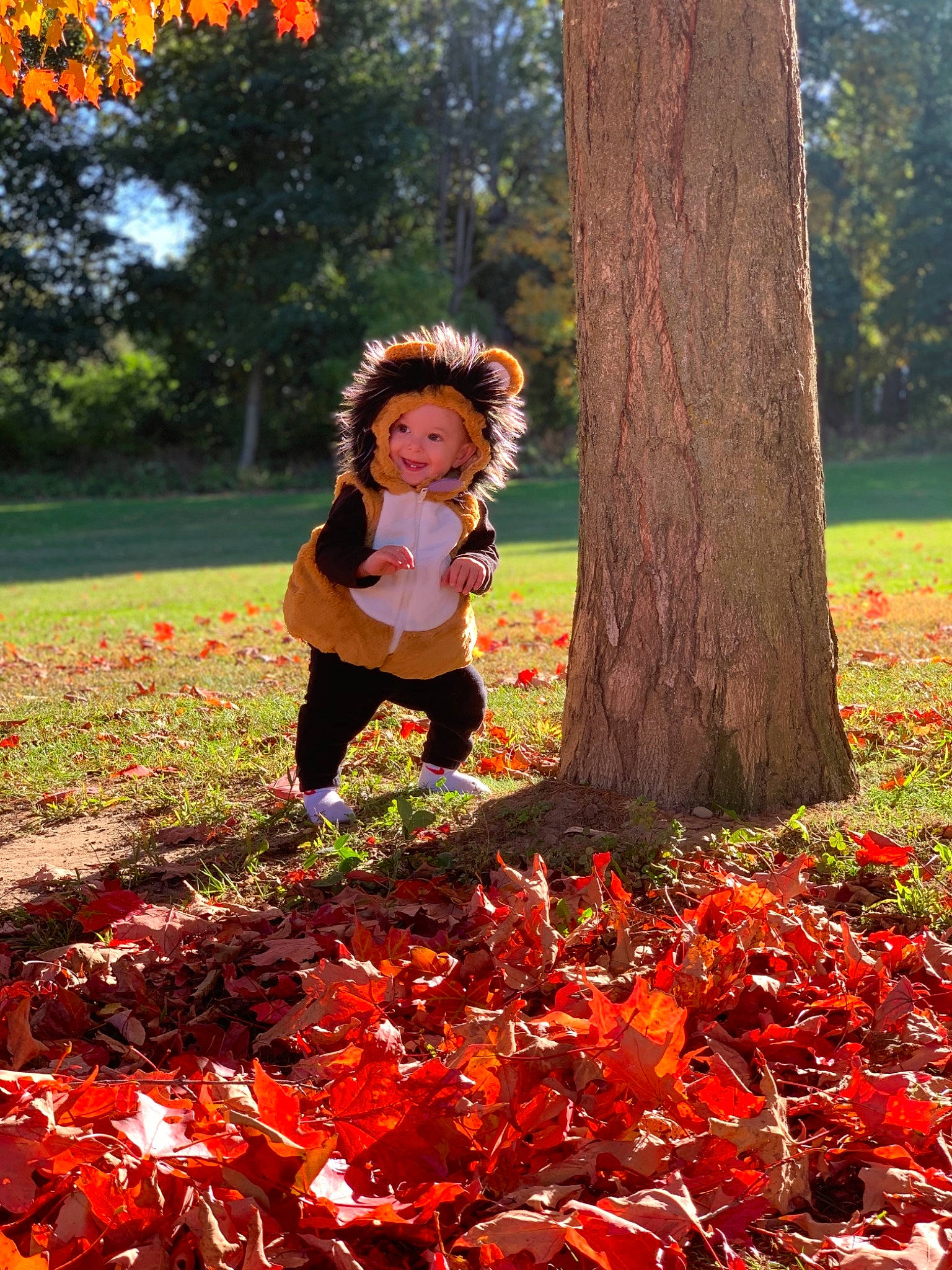 Rowen is registered to the contest to win money with this photo: autumn, baby, baby_toddler_clothing, child_model, coquelicot, deciduous, groundcover, headwear, joy, leaf, orange, park, people_in_nature, person, trunk