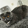 Cici participe au concours pour gagner de l'argent avec cette photo : cat, gray_cat, furry, pet, animal, golden_eyes, collar, striped_collar, lying_down, resting, carpet, indoors, close_up, portrait, whiskers, round_face, short_hair, gray_fur, dramatic_look, cozy