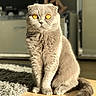 cat, silver_cat, scottish_fold, pet, animal, sitting, upright, amber_eyes, folded_ears, fluffy, fur, tail, indoors, home, wooden_floor, rug, sunlight, portrait, front_facing, serious_expression