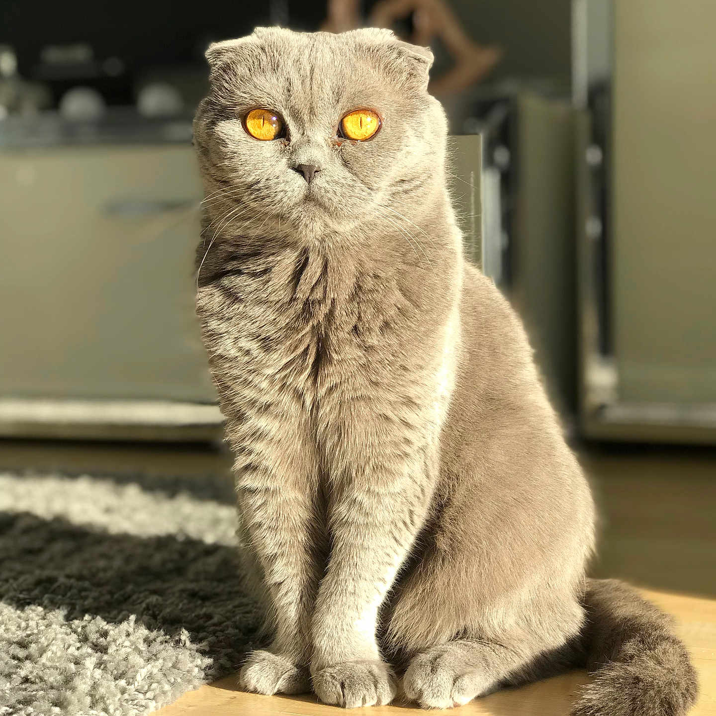 Cici