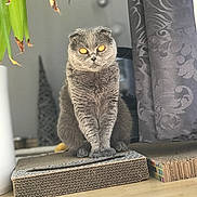 Cici participe au concours pour gagner de l'argent avec cette photo : cat, gray_cat, folded_ears, amber_eyes, pet, animal, sitting, portrait, indoors, living_room, cardboard, scratcher, furniture, curtain, houseplant, wooden_floor, centered_subject, furry, serious_expression, photography