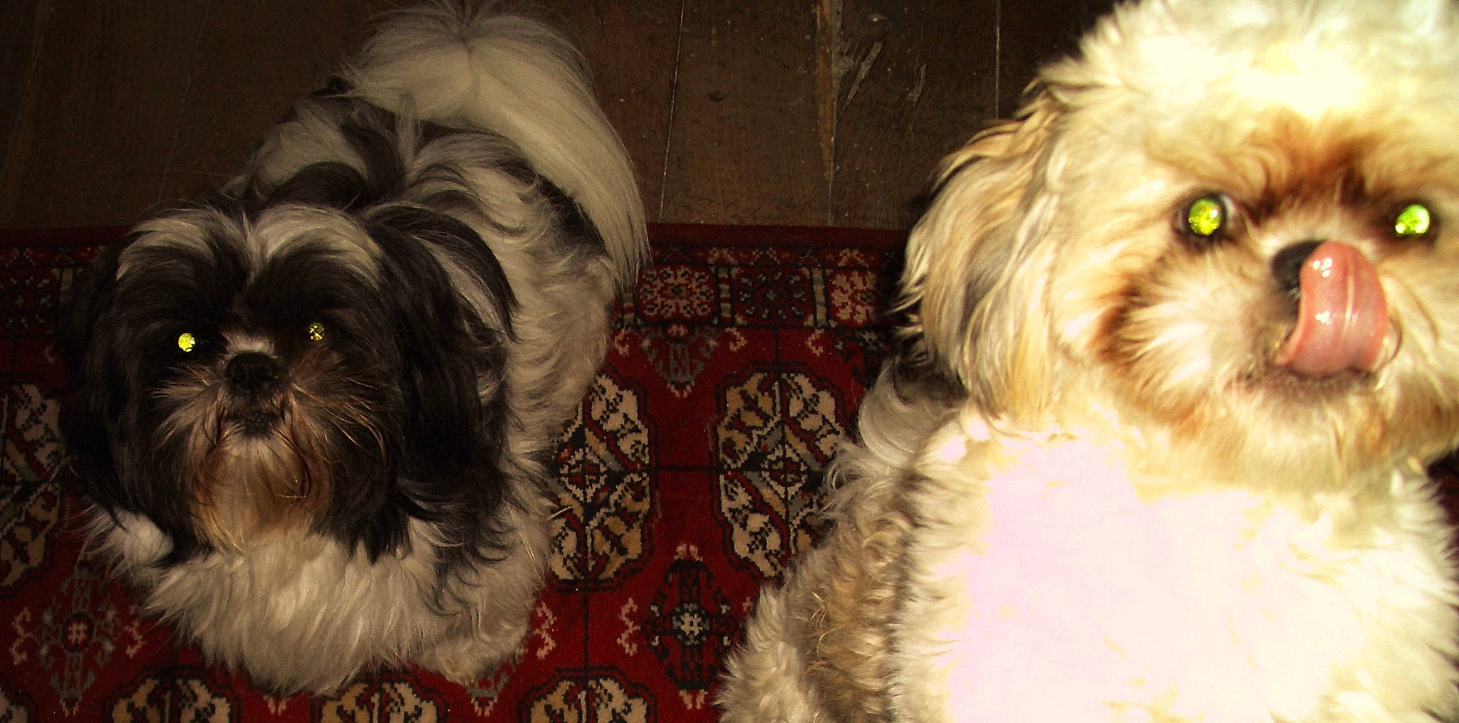 Mango participe au concours pour gagner de l'argent avec cette photo : canidae, carnivore, companion_dog, dog, dog_breed, dog_supply, fawn, fur, liver, mal_shi, mammal, shih_poo, shih_tzu, small_terrier, snout, sporting_group, terrier, toy_dog, vertebrate, working_animal