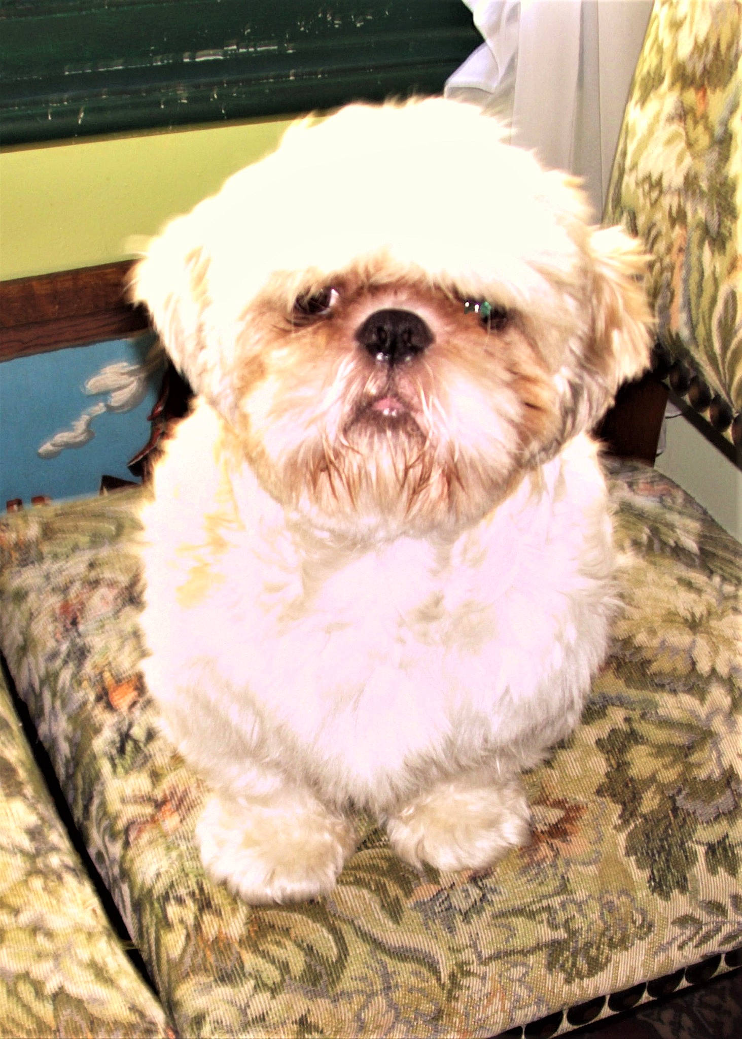 Mango participe au concours pour gagner de l'argent avec cette photo : canidae, carnivore, comfort, companion_dog, dog, dog_breed, fawn, fur, liver, mal_shi, maltepoo, puppy_love, shih_poo, shih_tzu, small_terrier, snout, sporting_group, terrier, toy_dog, working_animal