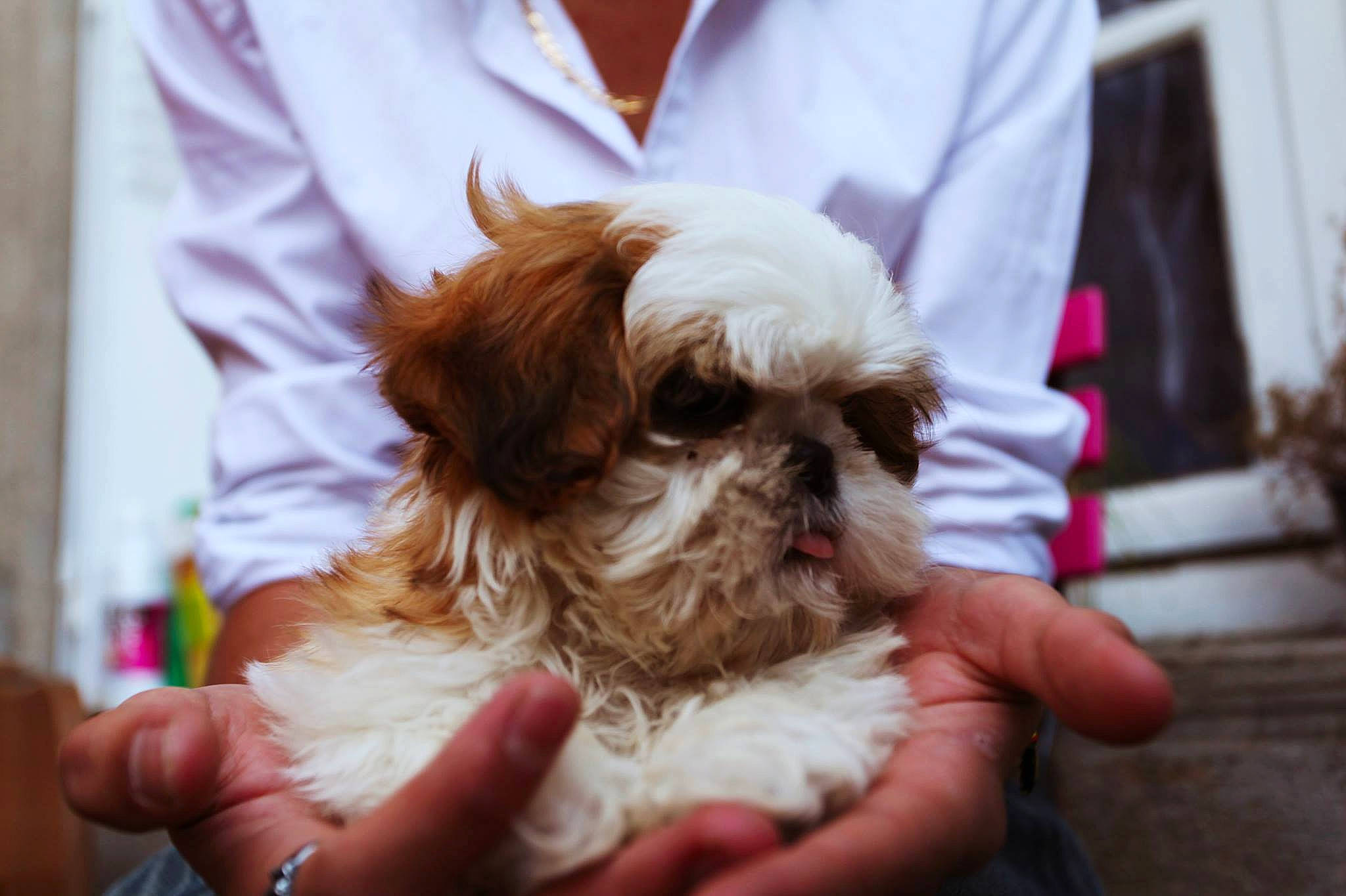 Mango participe au concours pour gagner de l'argent avec cette photo : canidae, carnivore, companion_dog, dog, dog_breed, dog_supply, fawn, fur, hand, liver, mal_shi, shih_tzu, small_terrier, snout, sporting_group, suit, terrier, tie, toy_dog, working_animal